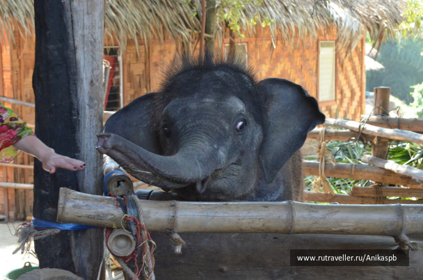 photo 256212