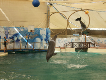 photo 452383