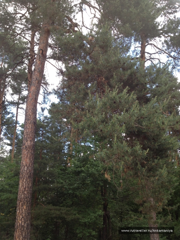 photo 98625