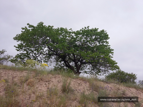 photo 1285809