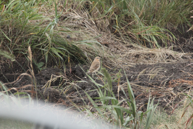 photo 675753