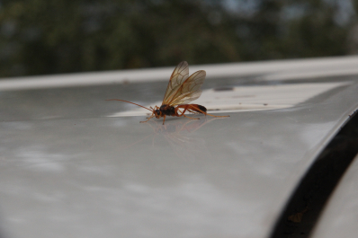 photo 675754