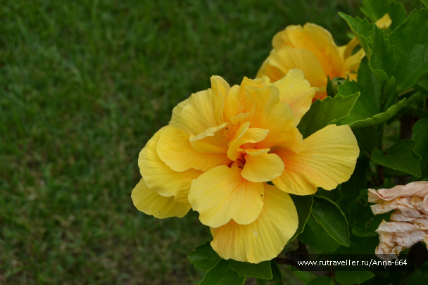 photo 380216
