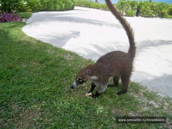 photo 441271