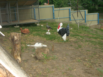 photo 453602