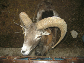photo 453603