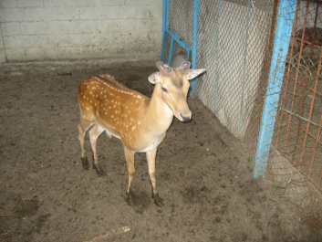 photo 453604