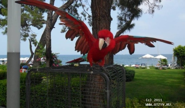 Our parrot Osman
