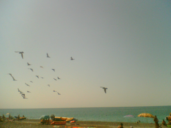 photo 701466