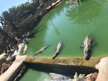 photo 1519547