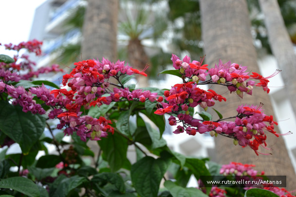 photo 685636