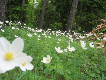 photo 773722