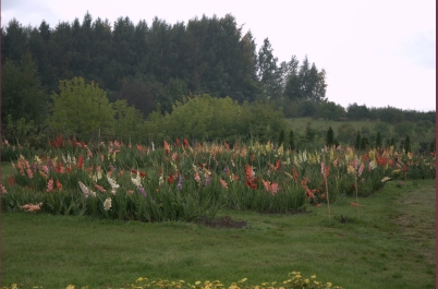 photo 775815