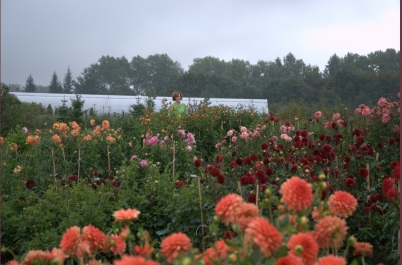 photo 775817