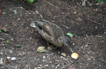 photo 775825