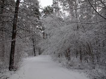 photo 951919