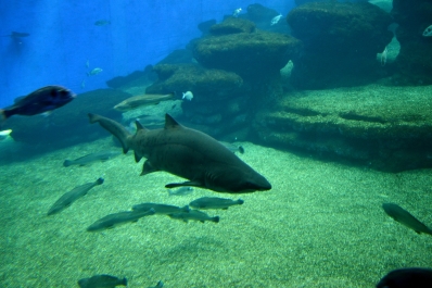 photo 816881