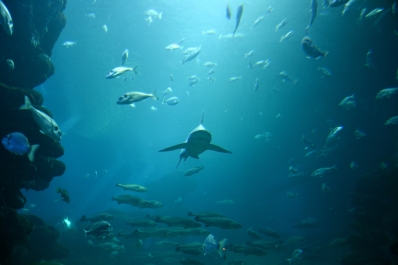 photo 816882