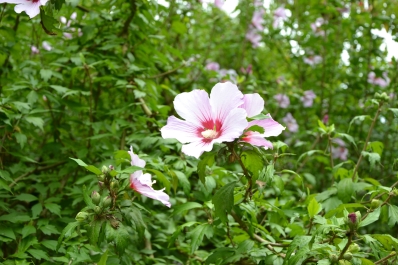 photo 887221