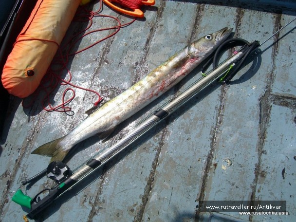 photo 129598