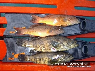 photo 129609