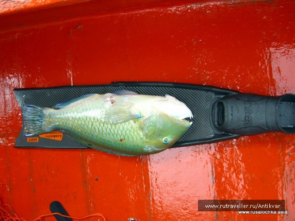 photo 129610