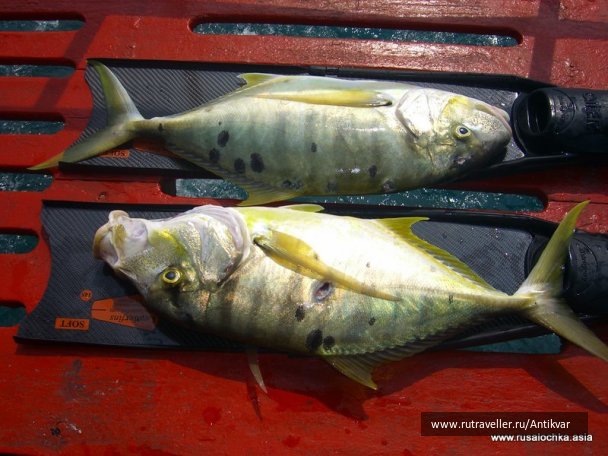 photo 129611
