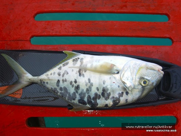 photo 129613