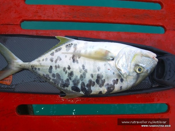photo 129614