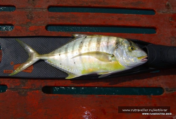 photo 129618