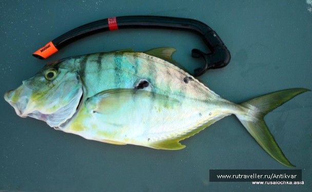 photo 129619