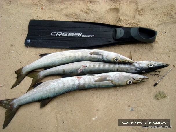 photo 129621