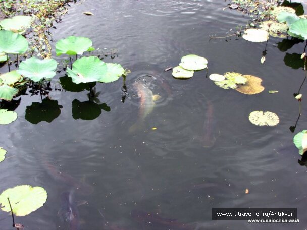 photo 134177