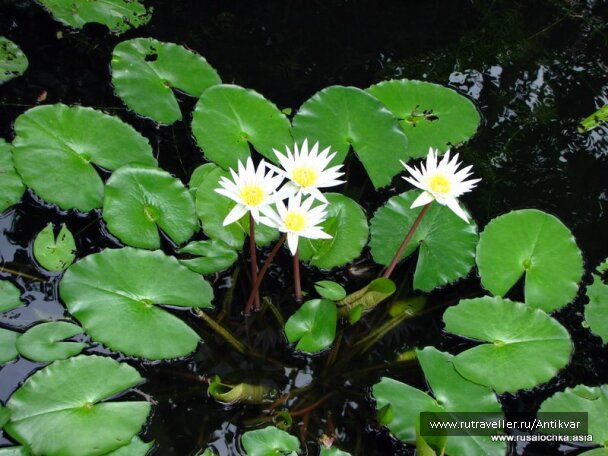 photo 134385
