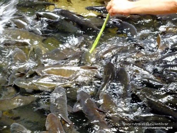 photo 152442