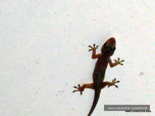 photo 166897