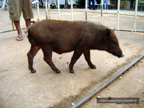 photo 166921