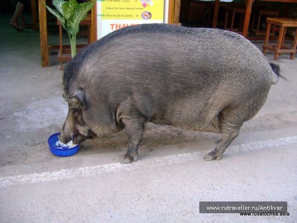 photo 166922