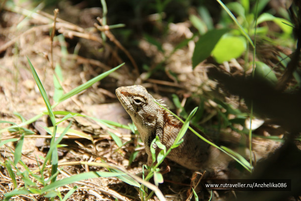 photo 242059