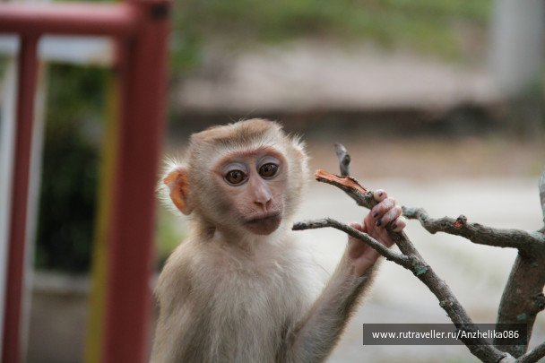 photo 242747