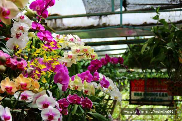 photo 258364