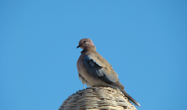 DSC00627