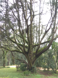 photo 1617613