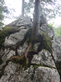 photo 1304511