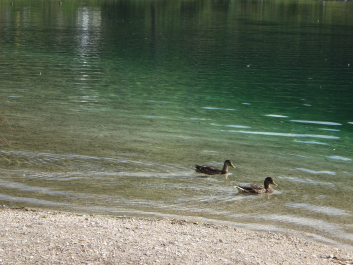photo 1304515
