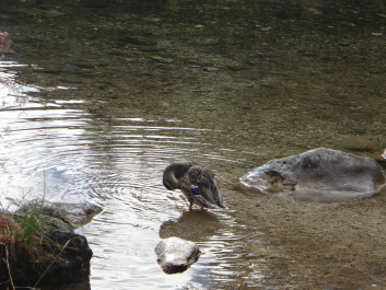 photo 1304516