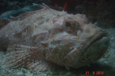photo 972662