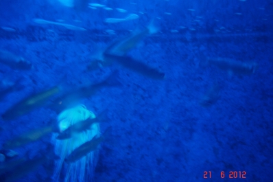 photo 972664