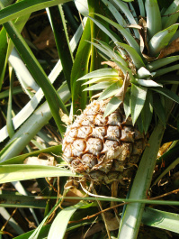 photo 425461