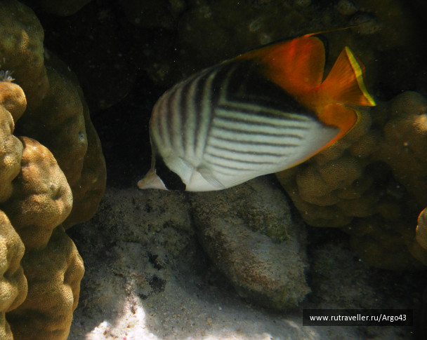 photo 431308